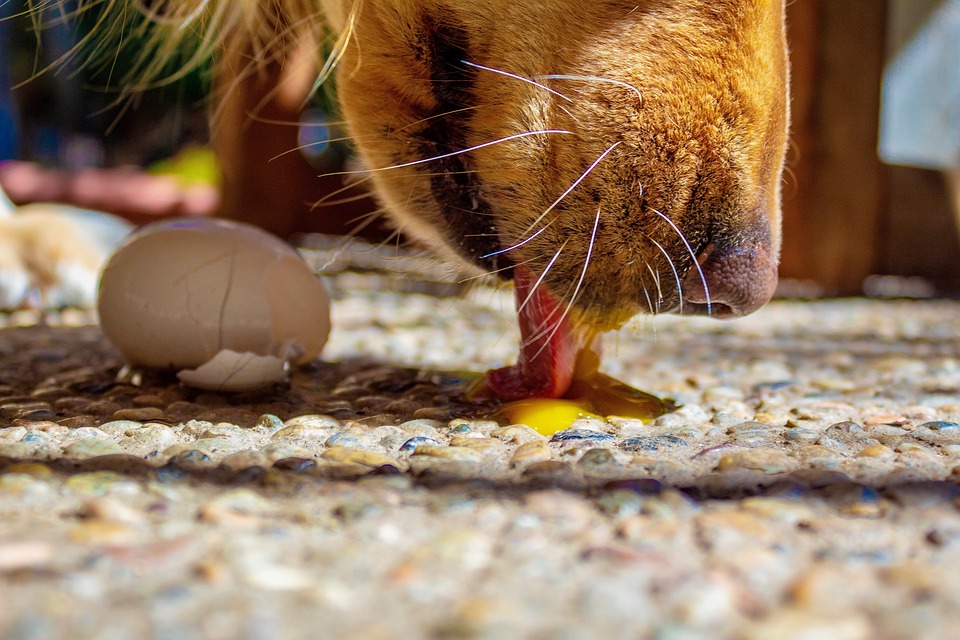 Dog Licking Cracked Raw Egg