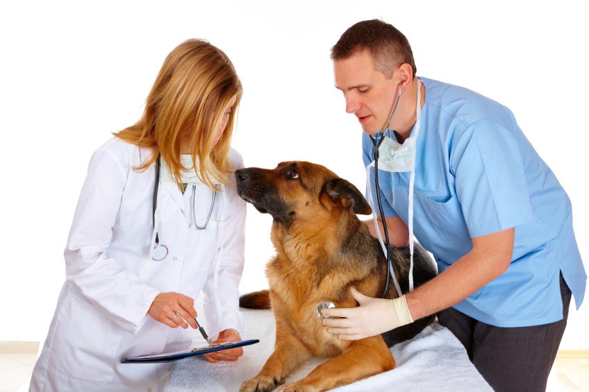 Vet Treating Dog with Nurse