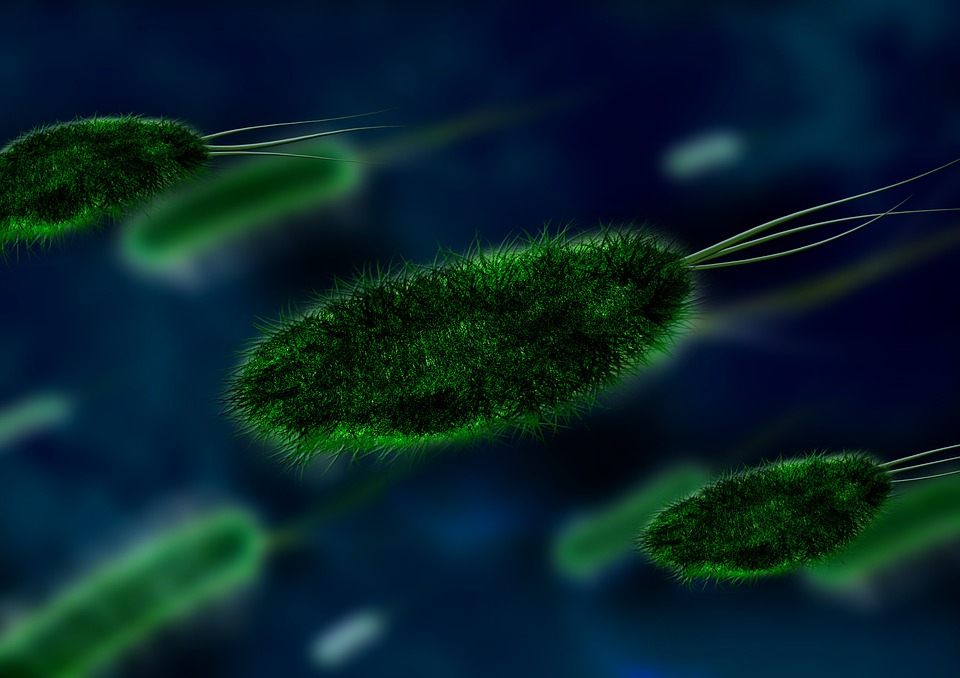 bacteria - viruses