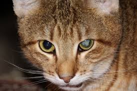 cataracts in cats