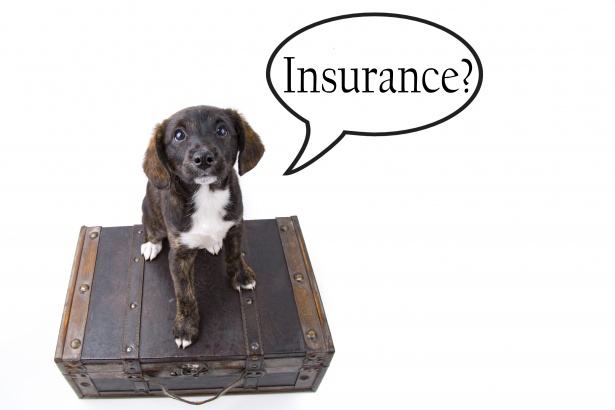 pet insurance for dog