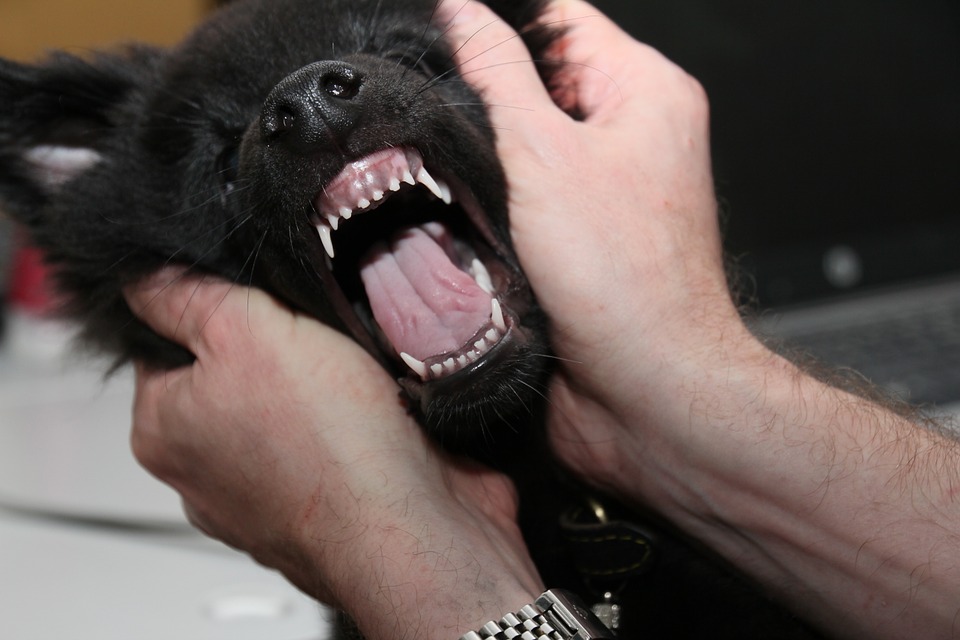the teeth of the puppy