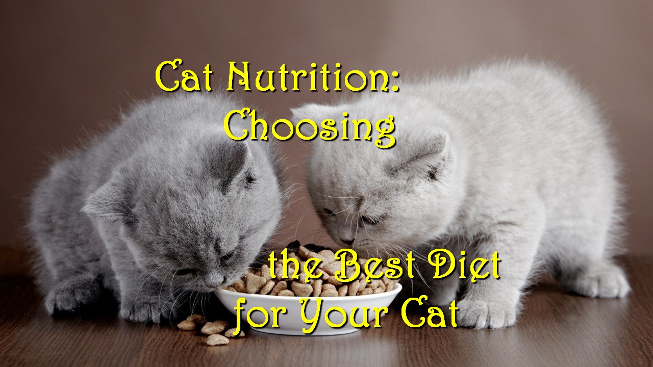 Cat Nutrition: Choosing the Best Diet for Your Cat - Pet Meds